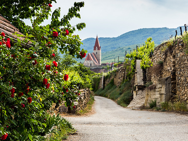 Church of the Assumption of the Virgin Mary (german: Wehrkirche Maria Himmelfahrt), surrounden with grape fieldes. Small town of Weissenkirchen-in-der-Wachau, district of Krems-Land, Lower Austria.
