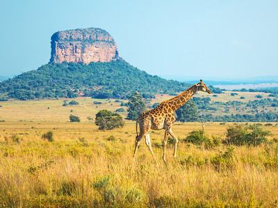 Sdafrika